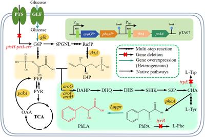 Efficient production of phenyllactic acid in Escherichia coli via metabolic engineering and fermentation optimization strategies